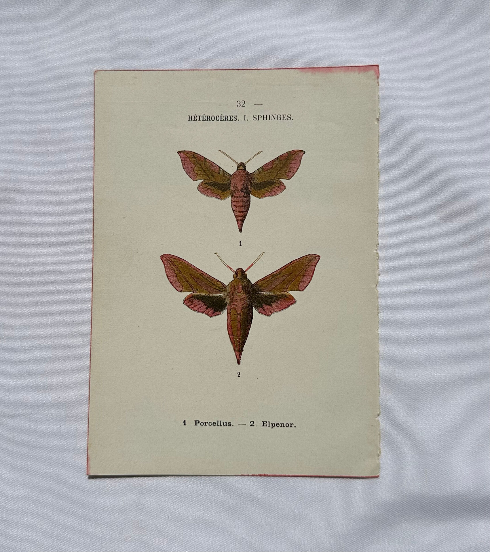 Gravure botanique papillons double face planche naturaliste Eau forte