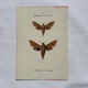Gravure botanique papillons double face planche naturaliste Eau forte
