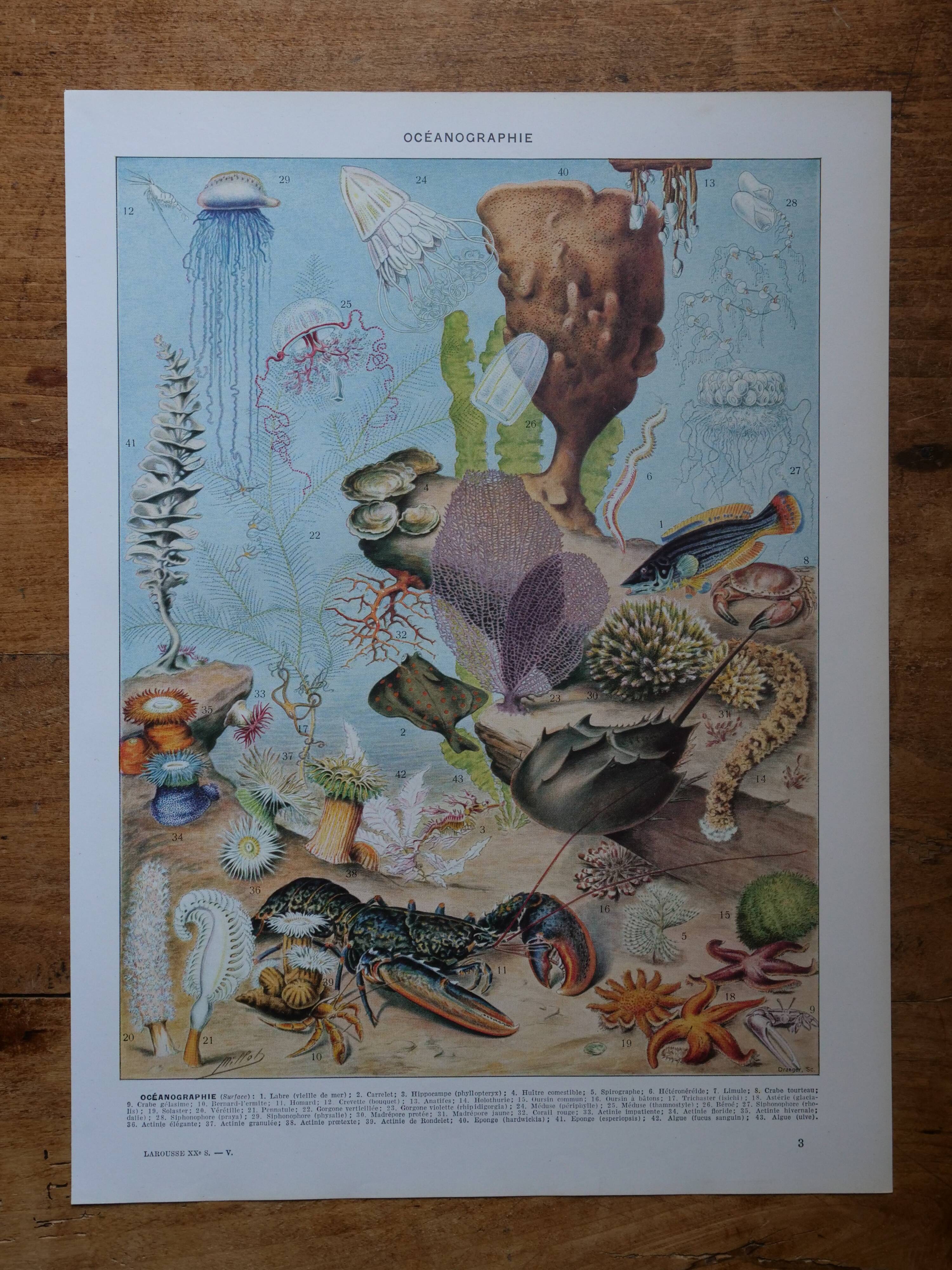 Set of 3 original lithographs on fish, algae and oceanography