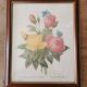 Tableau Redouté, Rose jaune et rose du Bengale.