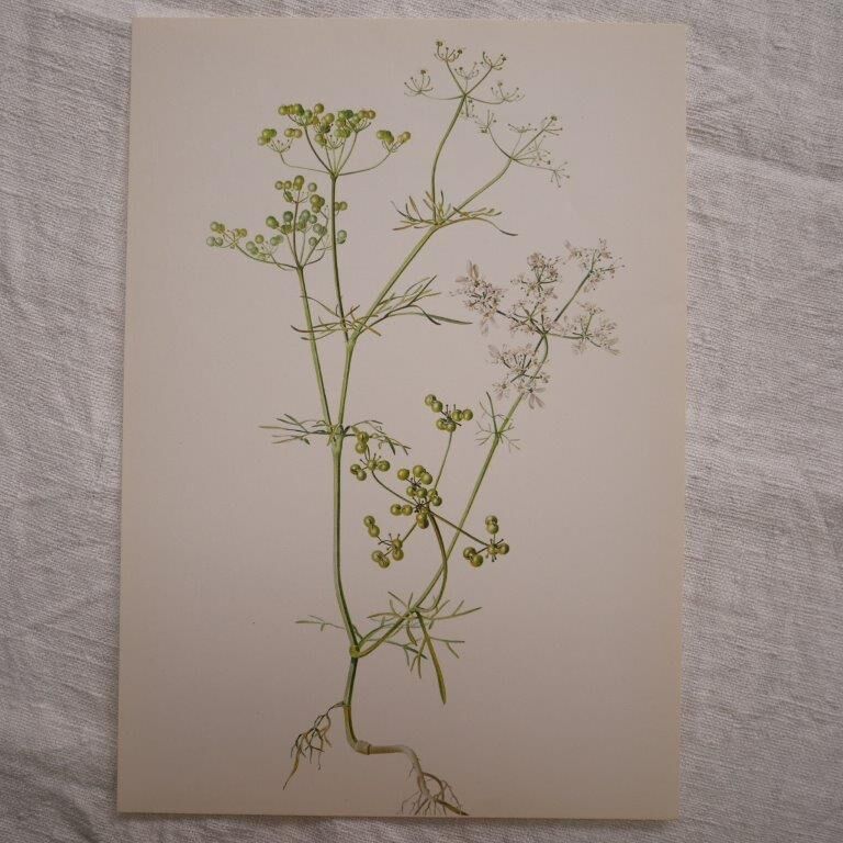 Radiant Bifora botanical plate
