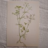 Radiant Bifora botanical plate