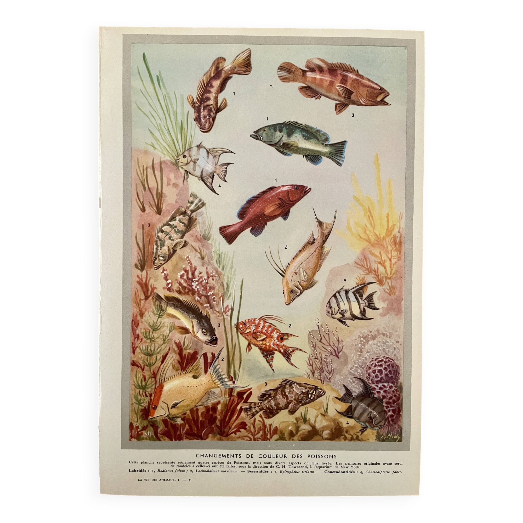 Planche illustrée sur les poissons qui changent de couleur – 1950