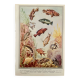 Illustrated board of fish that change color – 1950