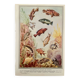 Illustrated board of fish that change color – 1950