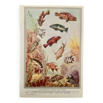 Illustrated board of fish that change color – 1950