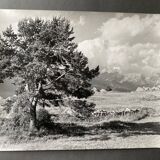 Silver photo Bernard Darot 20th Muret