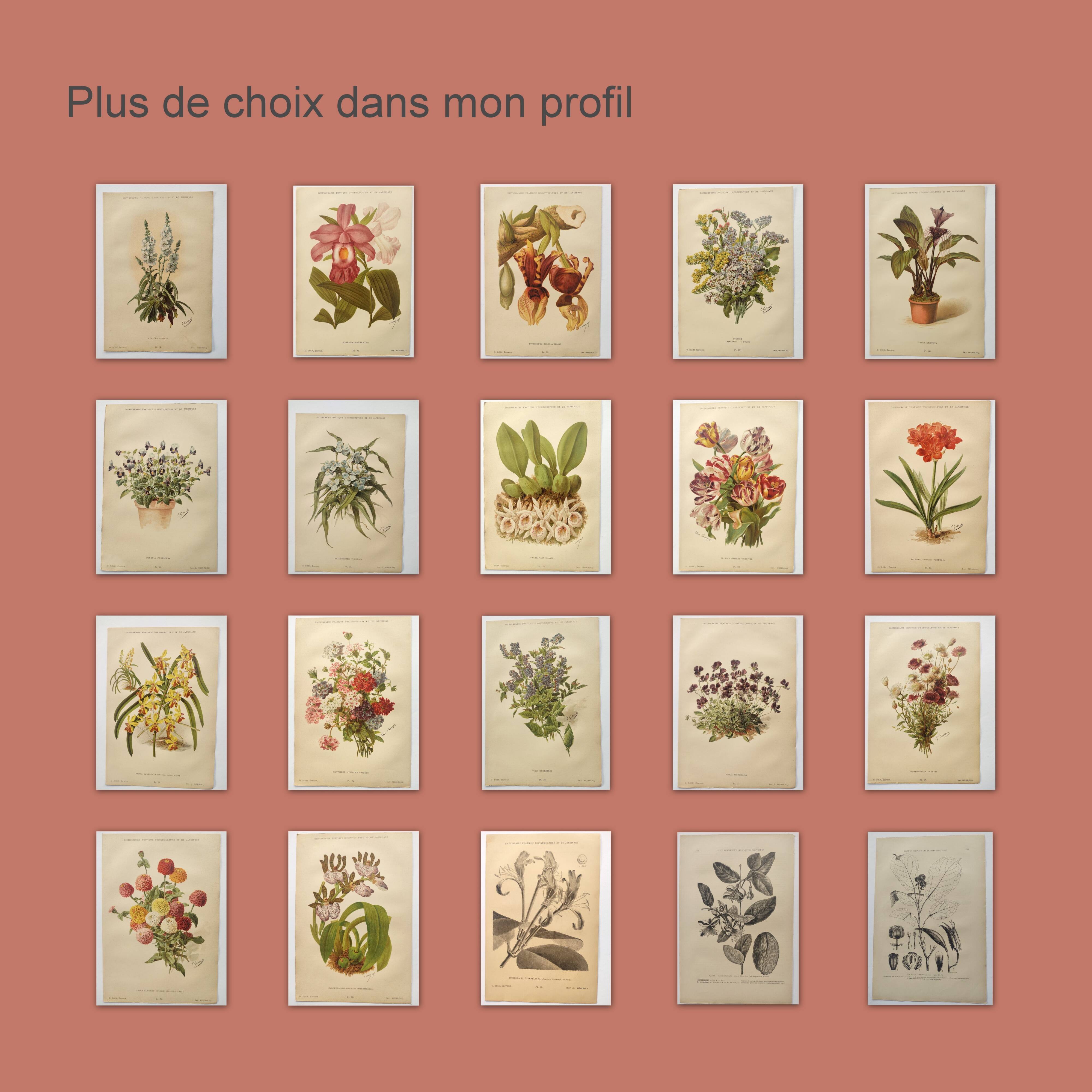 Gravure ancienne de fleur 1899 - Sidalcea Candida - Planche botanique vintage