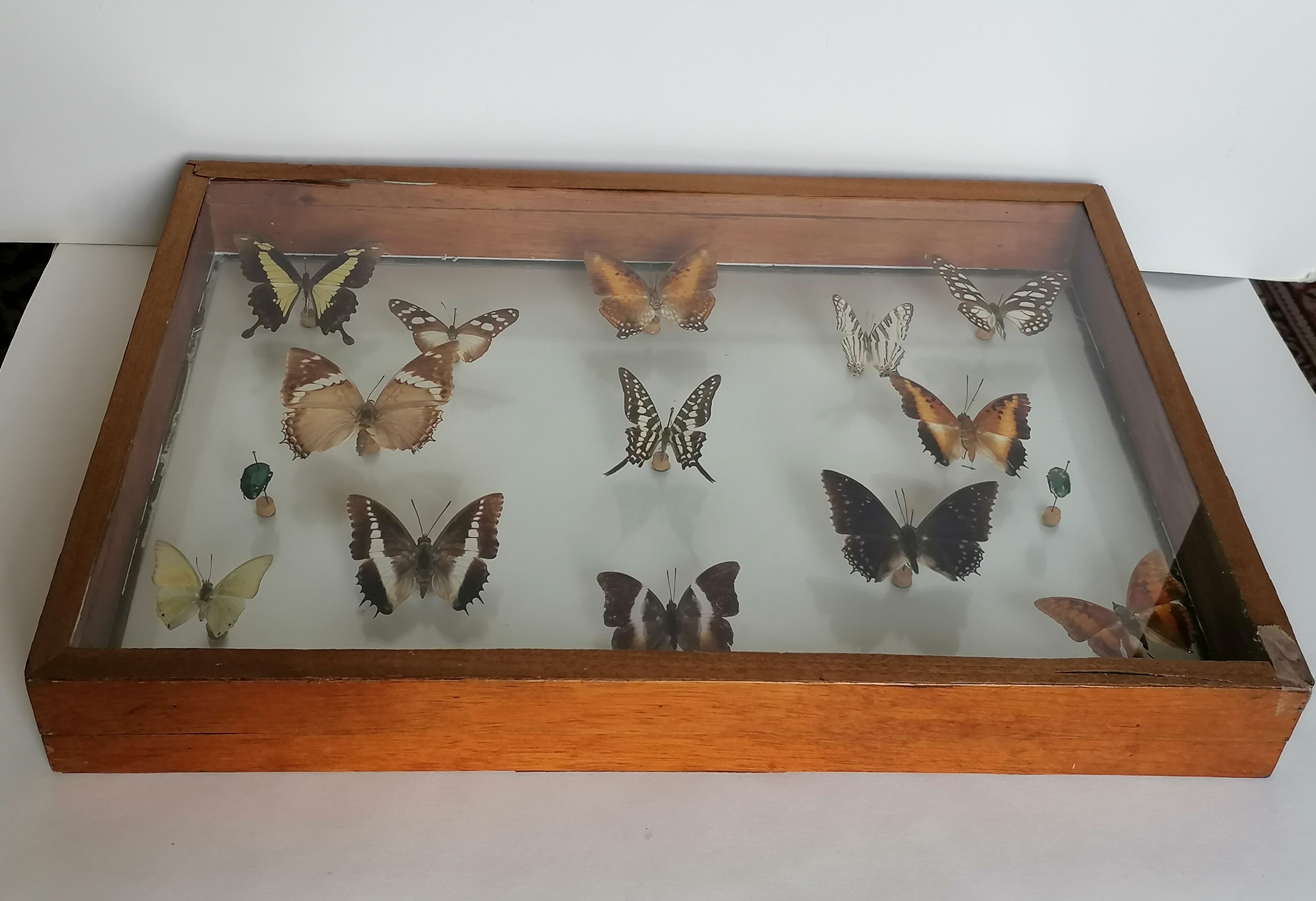 Cadre papillons taxidermie Kenya