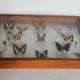 Cadre papillons taxidermie Kenya