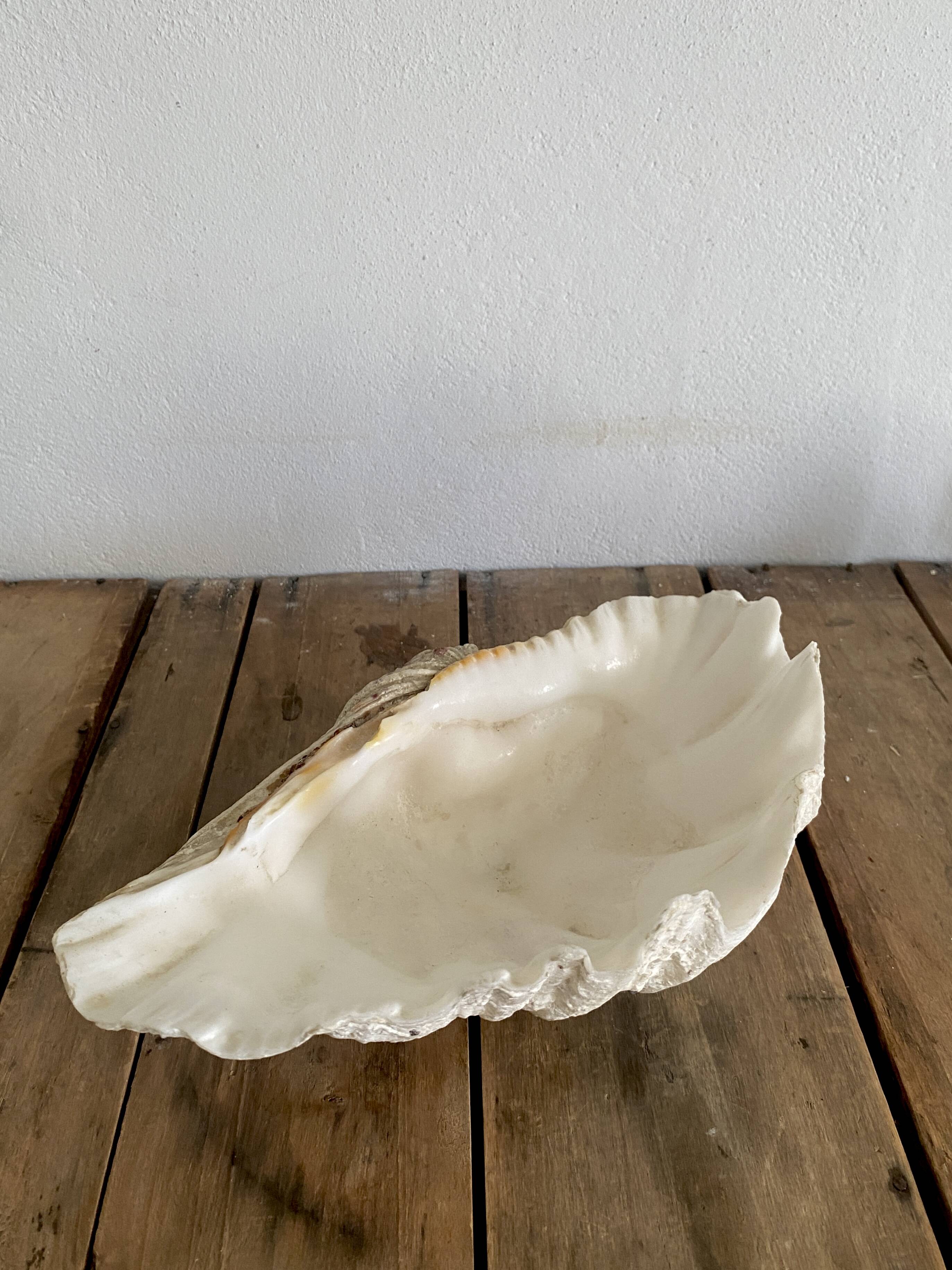 Bénitier shells, cabinet of curiosities