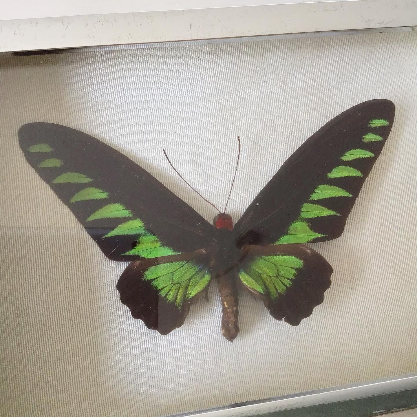 Vintage naturalized butterfly