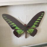 Vintage naturalized butterfly