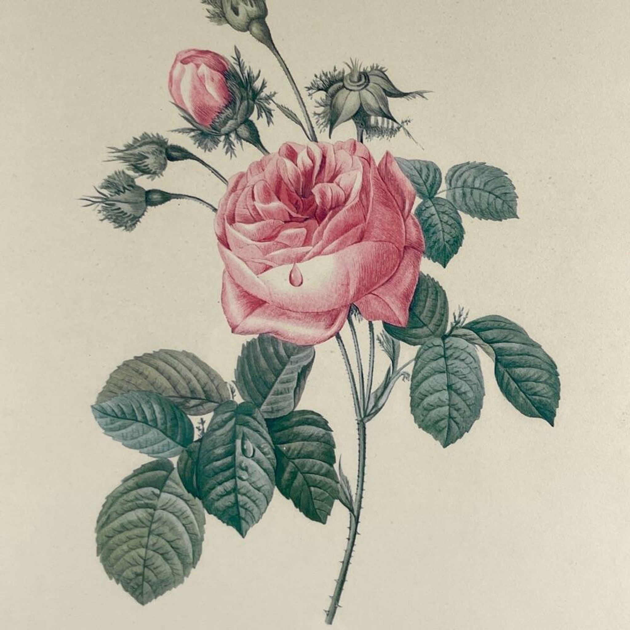 Lithograph of botanical plate of PJ Redouté pink Centfeuille Cristata