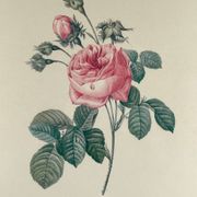 Lithograph of botanical plate of PJ Redouté pink Centfeuille Cristata