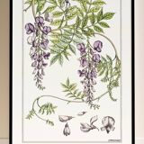 Poster “Wlycine”, after an Art Nouveau lithograph from 1897