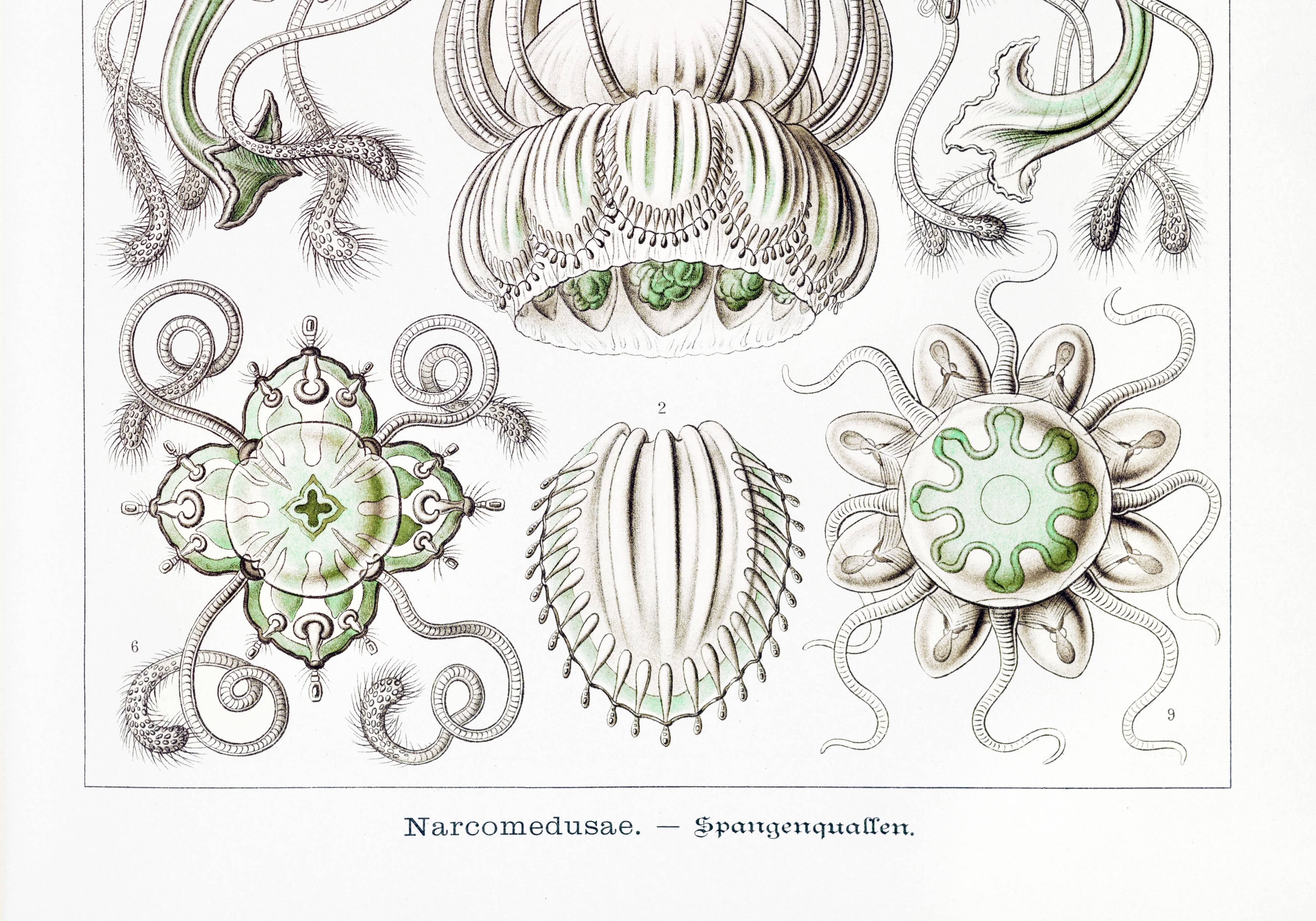 Poster on crowned jellyfish, based on an old lithograph from 19.