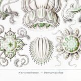 Poster on crowned jellyfish, based on an old lithograph from 19.