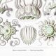 Poster on crowned jellyfish, based on an old lithograph from 19.