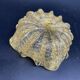 Empty pocket, Murano, Archimedes Seguso, yellow, gold, bubbled, stylized flower-forming, blown glass, Italy