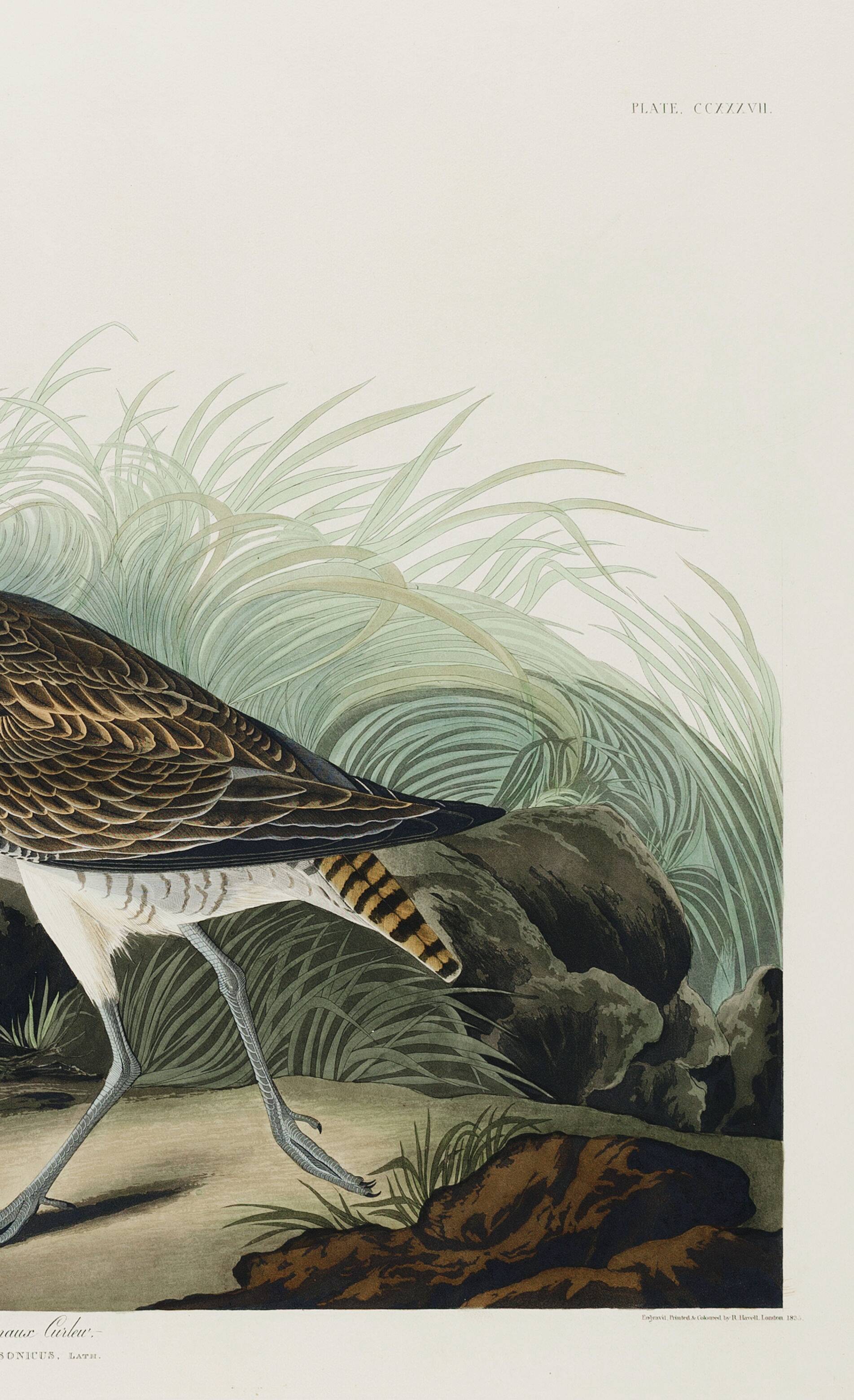 Poster about the Eurasian Curlew, based on an old engraving from 1827.