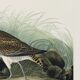 Poster about the Eurasian Curlew, based on an old engraving from 1827.