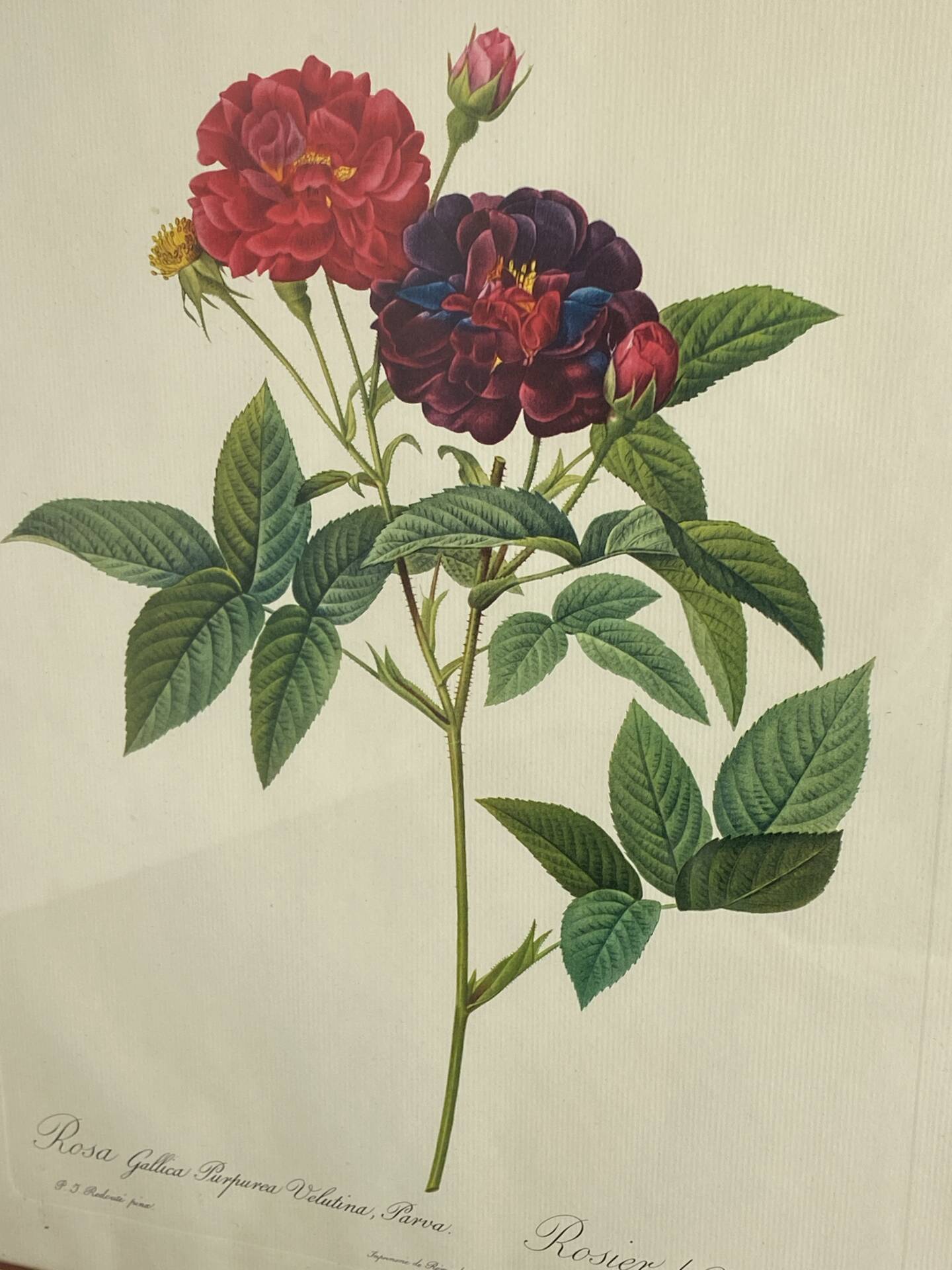 Botanical poster, Rose of Van Eden, P-J Redouté