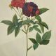Botanical poster, Rose of Van Eden, P-J Redouté