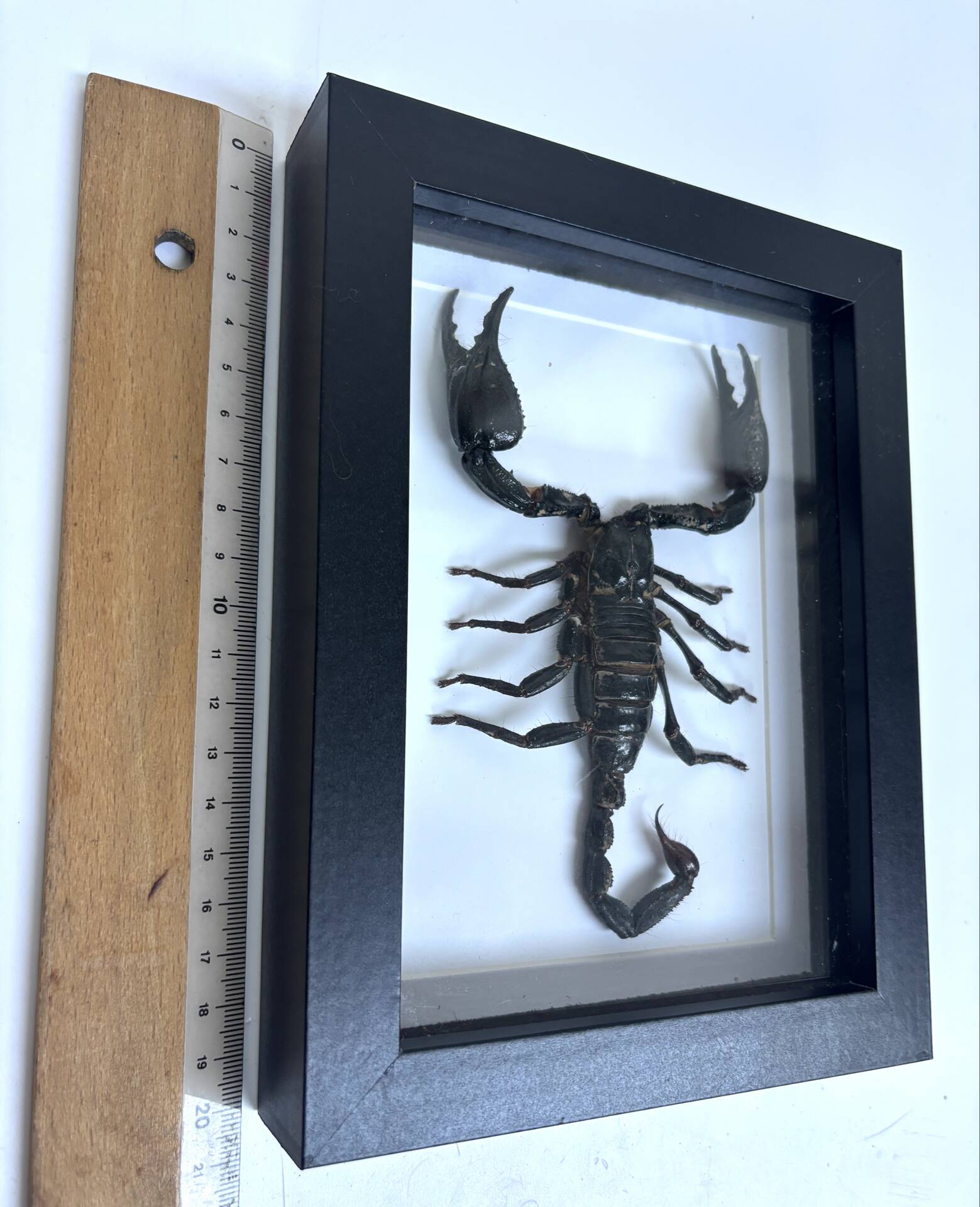 Taxidermie d'un scorpion