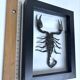 Taxidermie d'un scorpion