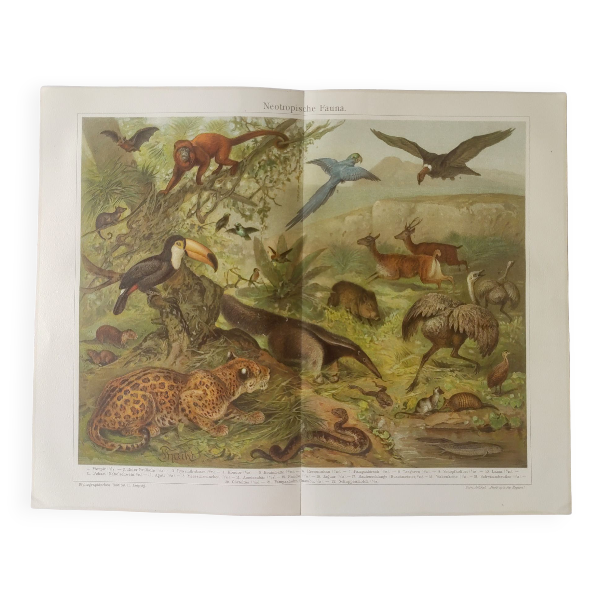 Gravure ancienne - Animaux d'Amérique du sud - Chromo-Lithographie de 1909