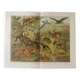 Gravure ancienne - Animaux d'Amérique du sud - Chromo-Lithographie de 1909