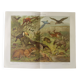 Gravure ancienne - Animaux d'Amérique du sud - Chromo-Lithographie de 1909