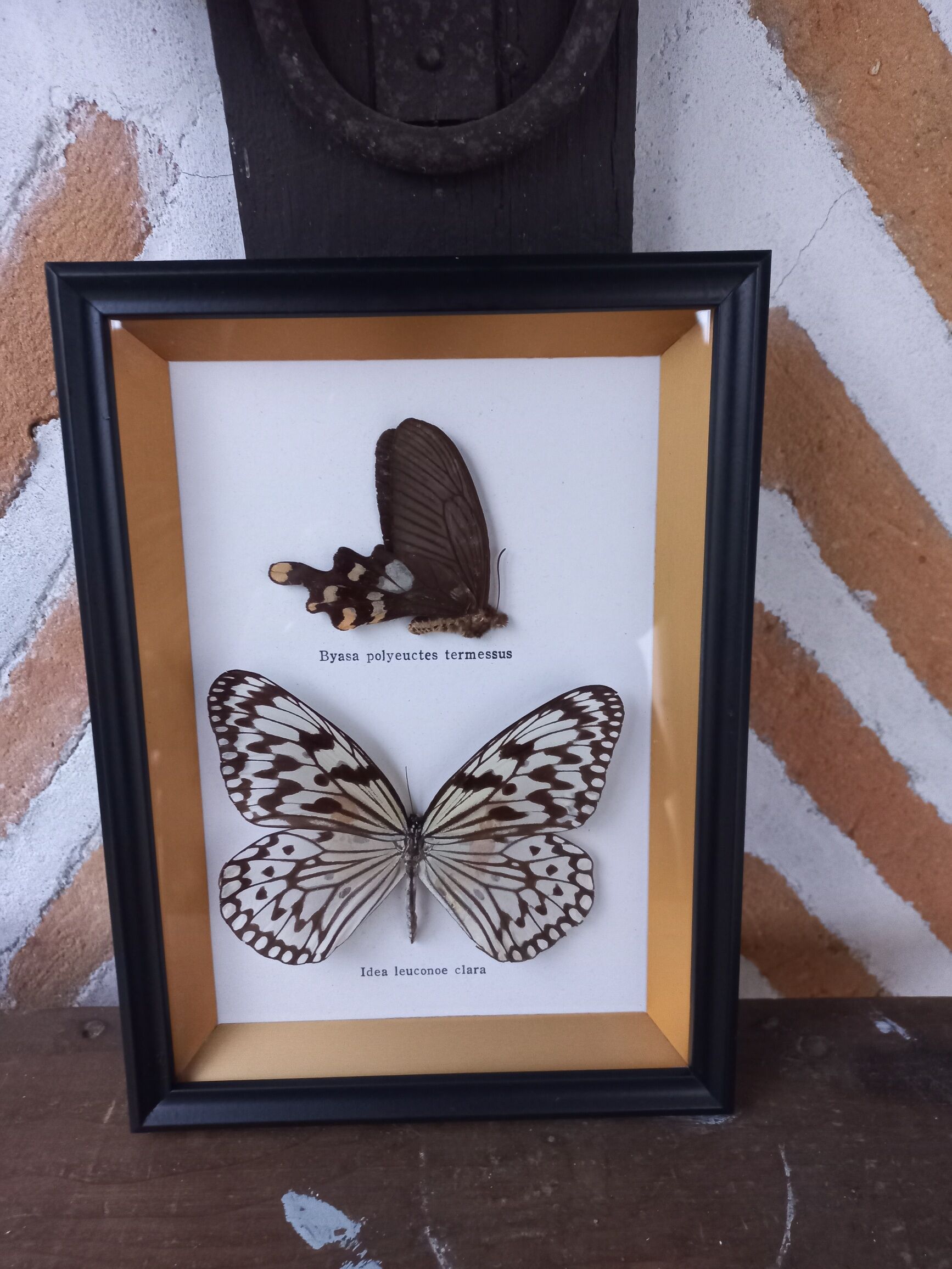 Frame 2 stuffed butterflies