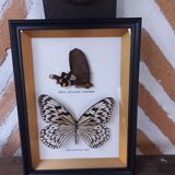 Frame 2 stuffed butterflies