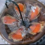 Vide poche Vallauris