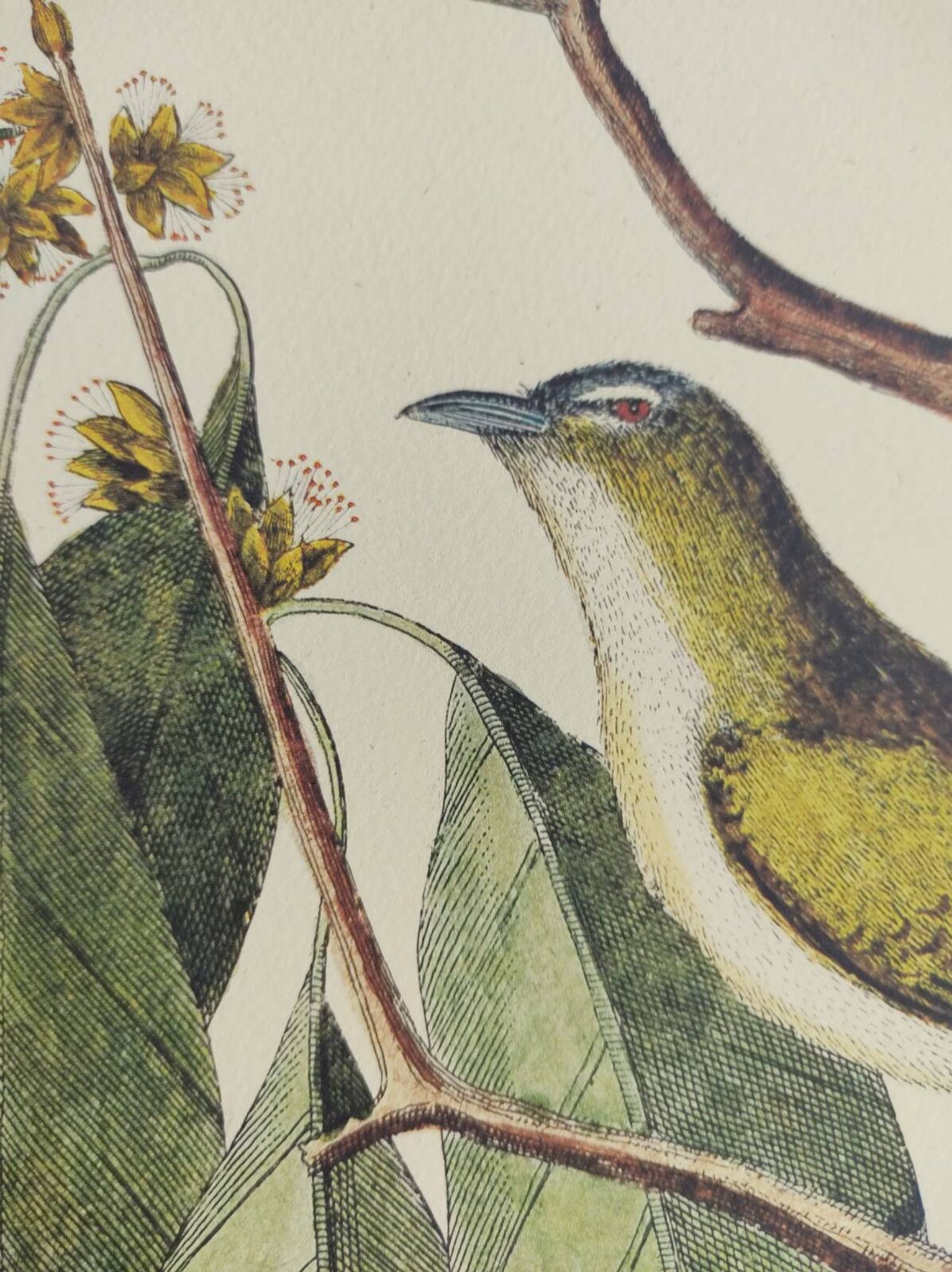 Gravure ancienne oiseau  -Preneur de Mouche- Planche zoologique de Seligmann & Catesby