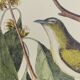 Old bird engraving - Fly Catcher - Zoological plate by Seligmann & Catesby