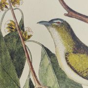 Gravure ancienne oiseau  -Preneur de Mouche- Planche zoologique de Seligmann & Catesby