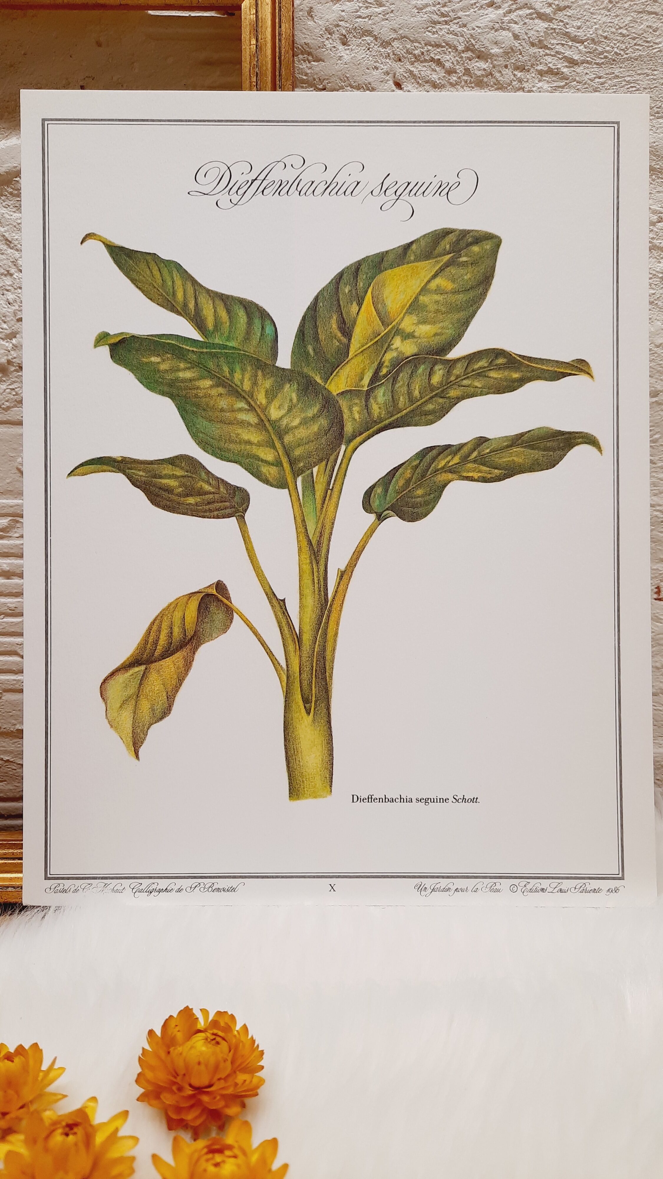 Botanical plate Diffenbachia
