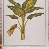 Botanical plate Diffenbachia