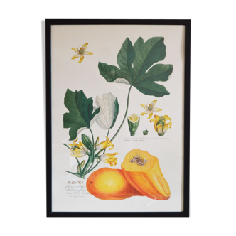 Affiche botanique - papaye