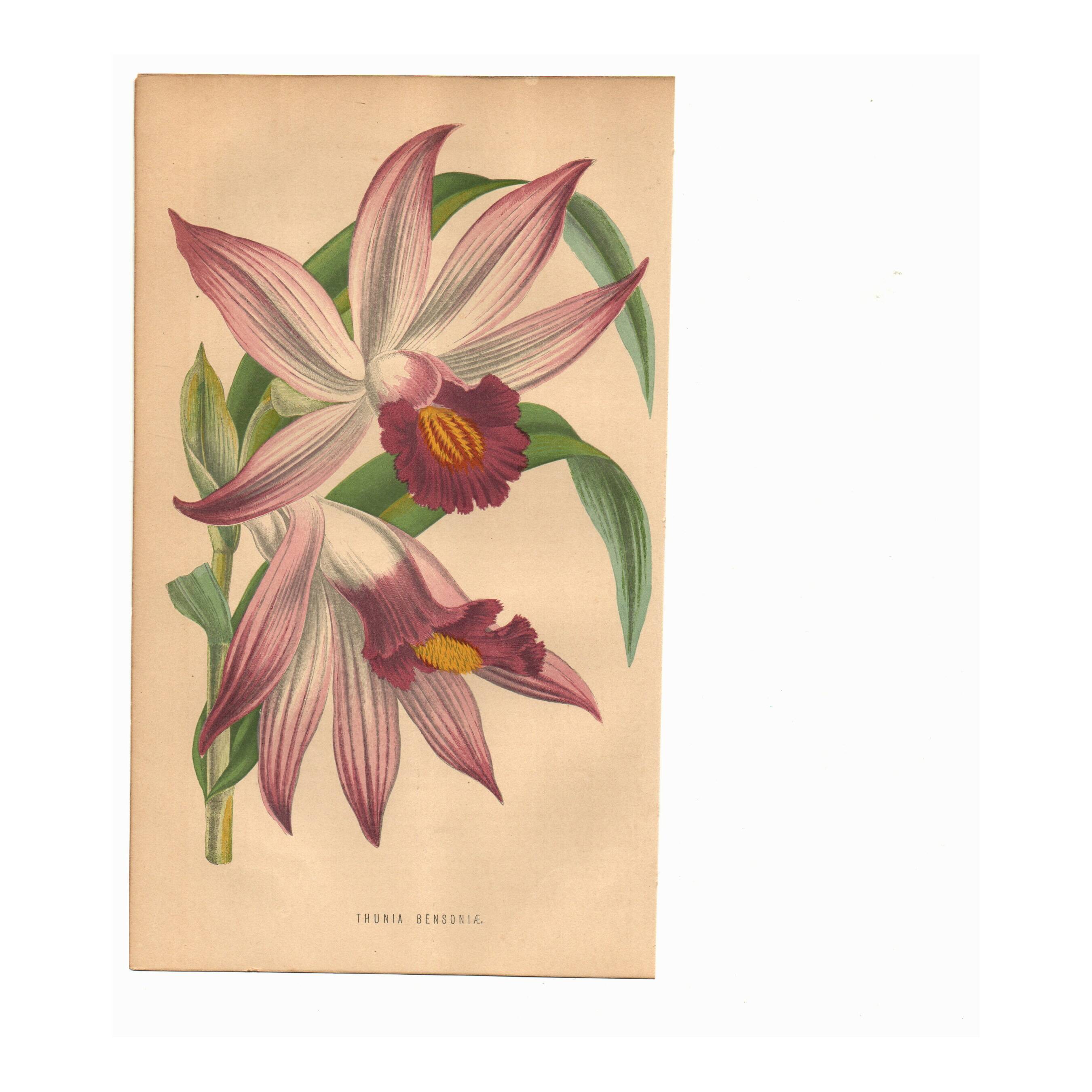 Botanical Engraving 1871 - Thunia Orchid - Flower, Antique Lithograph