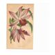 Botanical Engraving 1871 - Thunia Orchid - Flower, Antique Lithograph