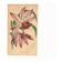 Botanical Engraving 1871 - Thunia Orchid - Flower, Antique Lithograph