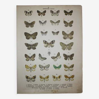 Old engraving of Butterflies - Lithograph from 1887 - Sabinata - Original illustration