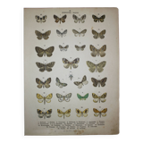 Old engraving of Butterflies - Lithograph from 1887 - Sabinata - Original illustration