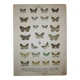 Gravure ancienne de Papillons - Lithographie de 1887 - Sabinata - Illustration originale