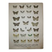 Old engraving of Butterflies - Lithograph from 1887 - Sabinata - Original illustration