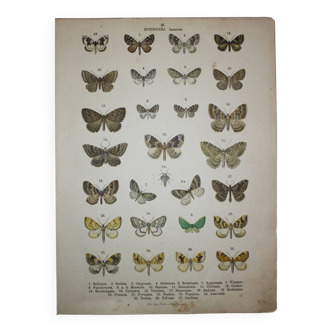 Old engraving of Butterflies - Lithograph from 1887 - Sabinata - Original illustration